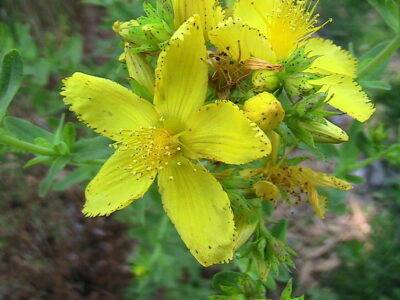 yellow St. Johns Wort blossoms
