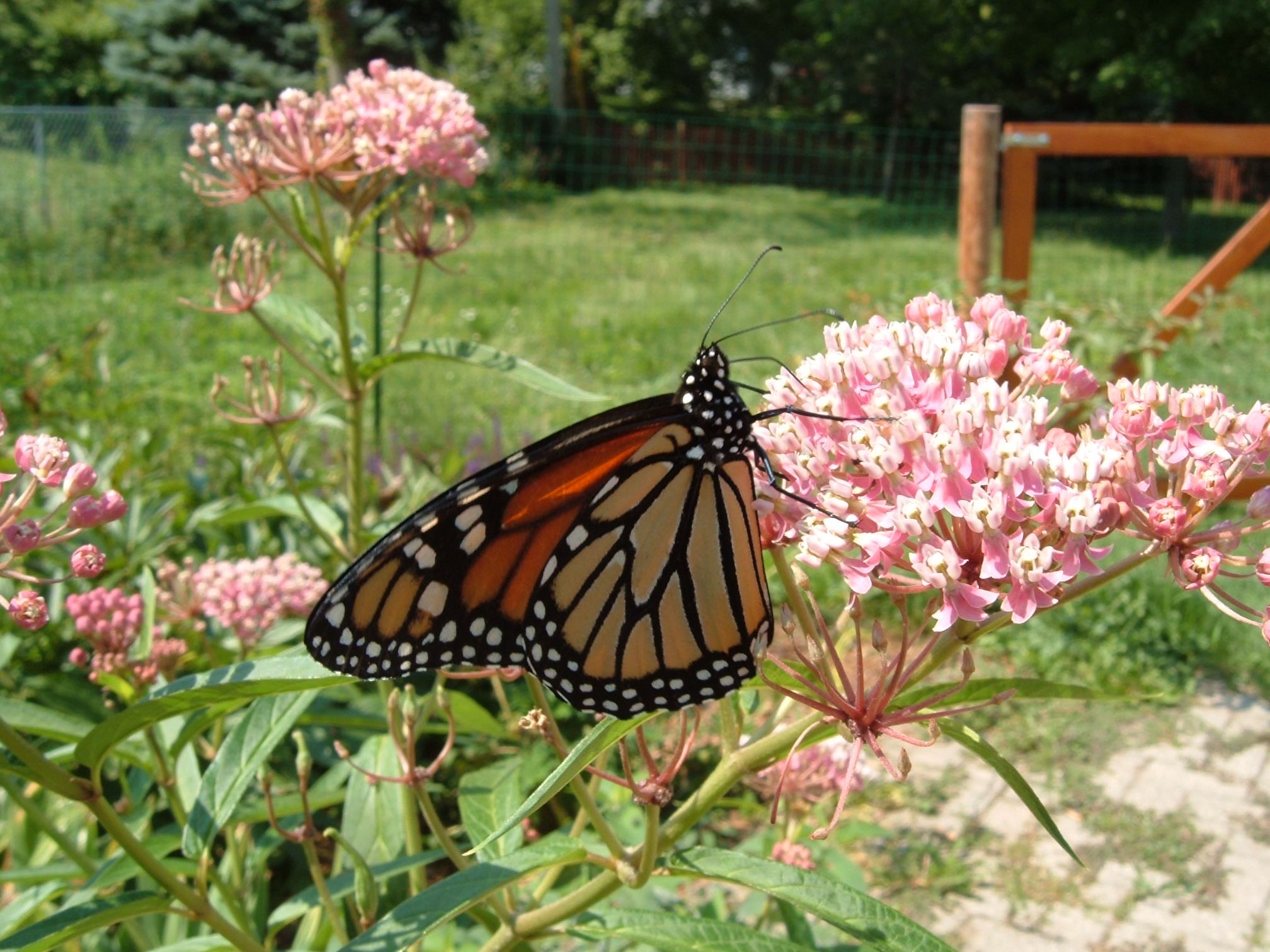 monarch butterfly lands on milkweed