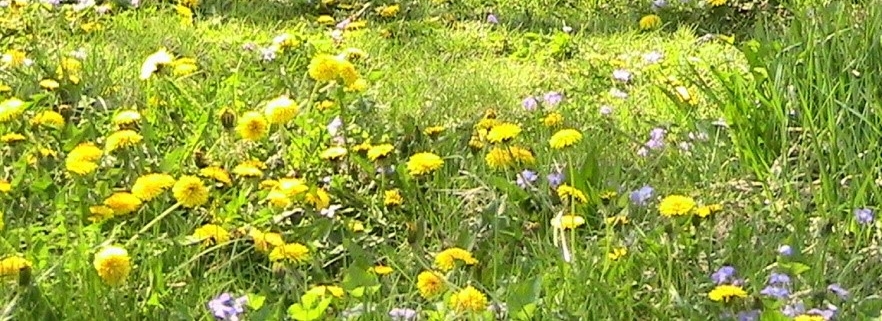Yellow dandelions thrive on the lawn